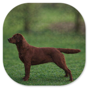 Beauty of Darkred 'Brie' von Fichtenberg