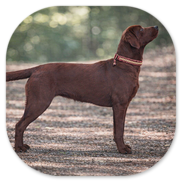 Beauty of Darkred 'Brie' von Fichtenberg