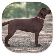 Beauty of Darkred 'Brie' von Fichtenberg