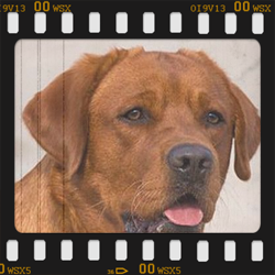 Back in a Flash Of Jasper' s Golden Silence