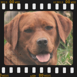 Brenda Red Flame von Fichtenberg