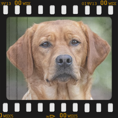 Kaya 'Bright Reds' von Fichtenberg