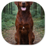 Lucie Lexie's upgrade to Darkfoxred von Fichtenberg