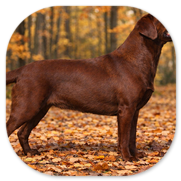 Lucie Lexie's upgrade to Darkfoxred von Fichtenberg