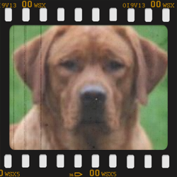 Nibbler Red Ranger od  Himalájského Cedru