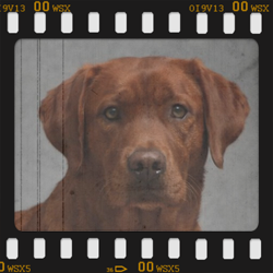 Princess Pearl 'Royal Diamond' von Fichtenberg