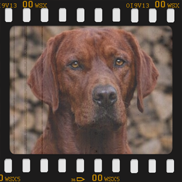 Quebec 'Darkred Fantasy' von Fichtenberg<br />____________________________________________<br />Status: In der Zucht!<br />Farbe: Dark Foxred (Yellow, nach FCI)<br />Geb.: 27.09.2022<br />ZB.Nr: ERV-H-19.291.66867<br />Chip Nr: 276 099200 584098<br />___________________________________________<br />Für weitere Informationen Bild anklicken!