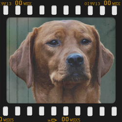 Kelsey 'Bright Reds' von Fichtenberg