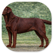 Unique Darkred Courage 'Skylar' von Fichtenberg