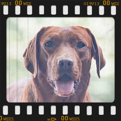 Quendolin 'Darkred Fantasy' von Fichtenberg