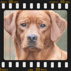 Final Red Fae of Xenia von Fichtenberg