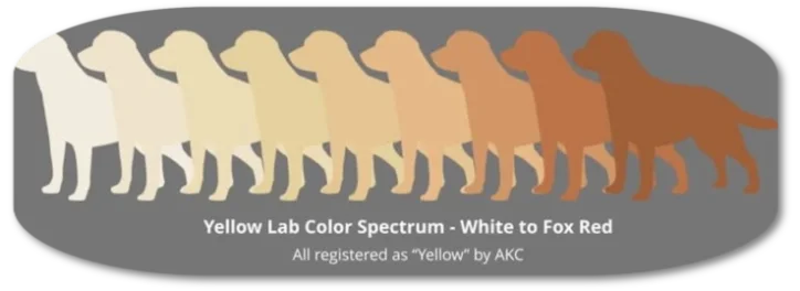Ein Galerie von Labrador Retrievern aus unserer Zucht! Hier sehen Sie mehere Labrador Retriever in verschiedenen Altersstufen. Sie zeigen verschiedene Farbstufen in Yellow bis Darkred!